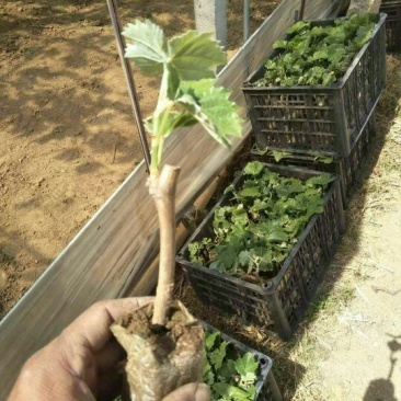 葡萄苗