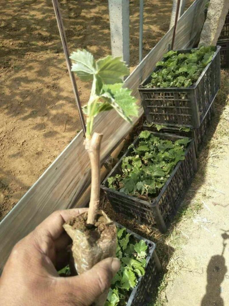 葡萄苗