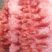 冠龙，长花瓜，美都，8424，甜王，龙卷风，