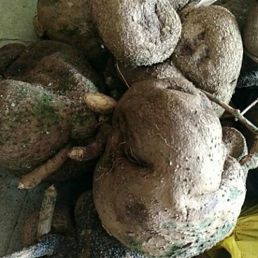 下山金不换，山乌龟，