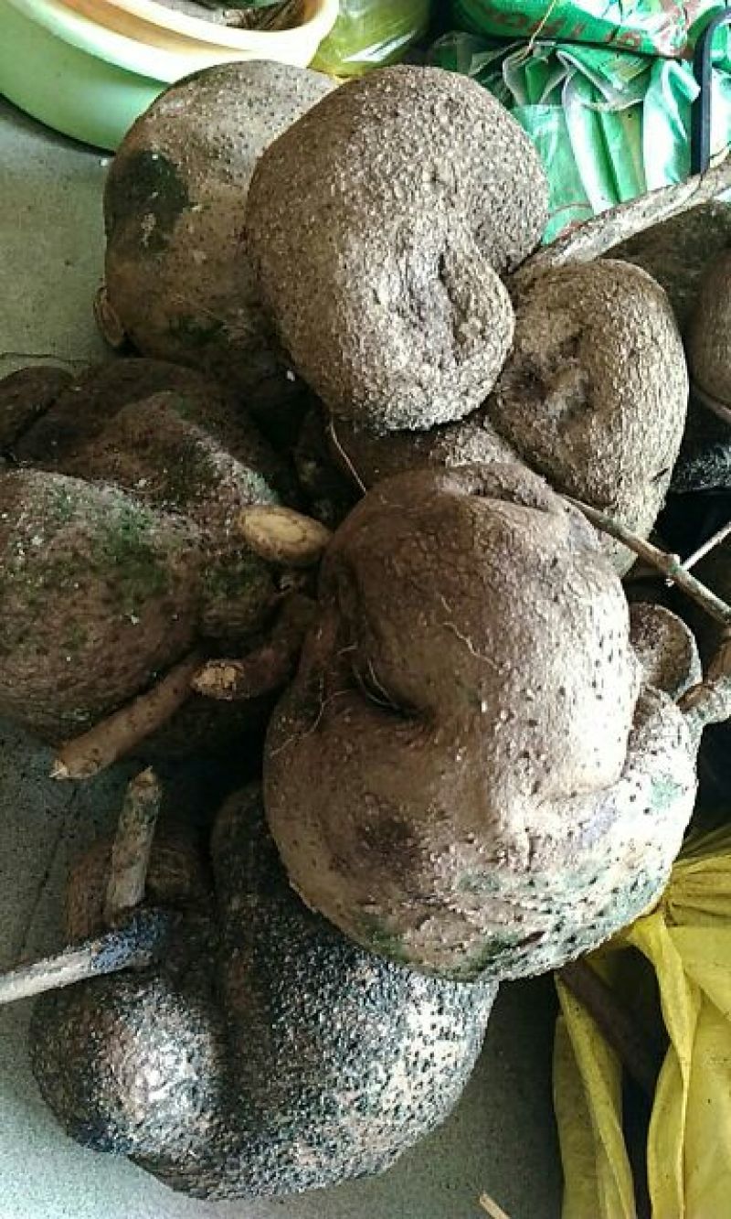 下山金不换，山乌龟，