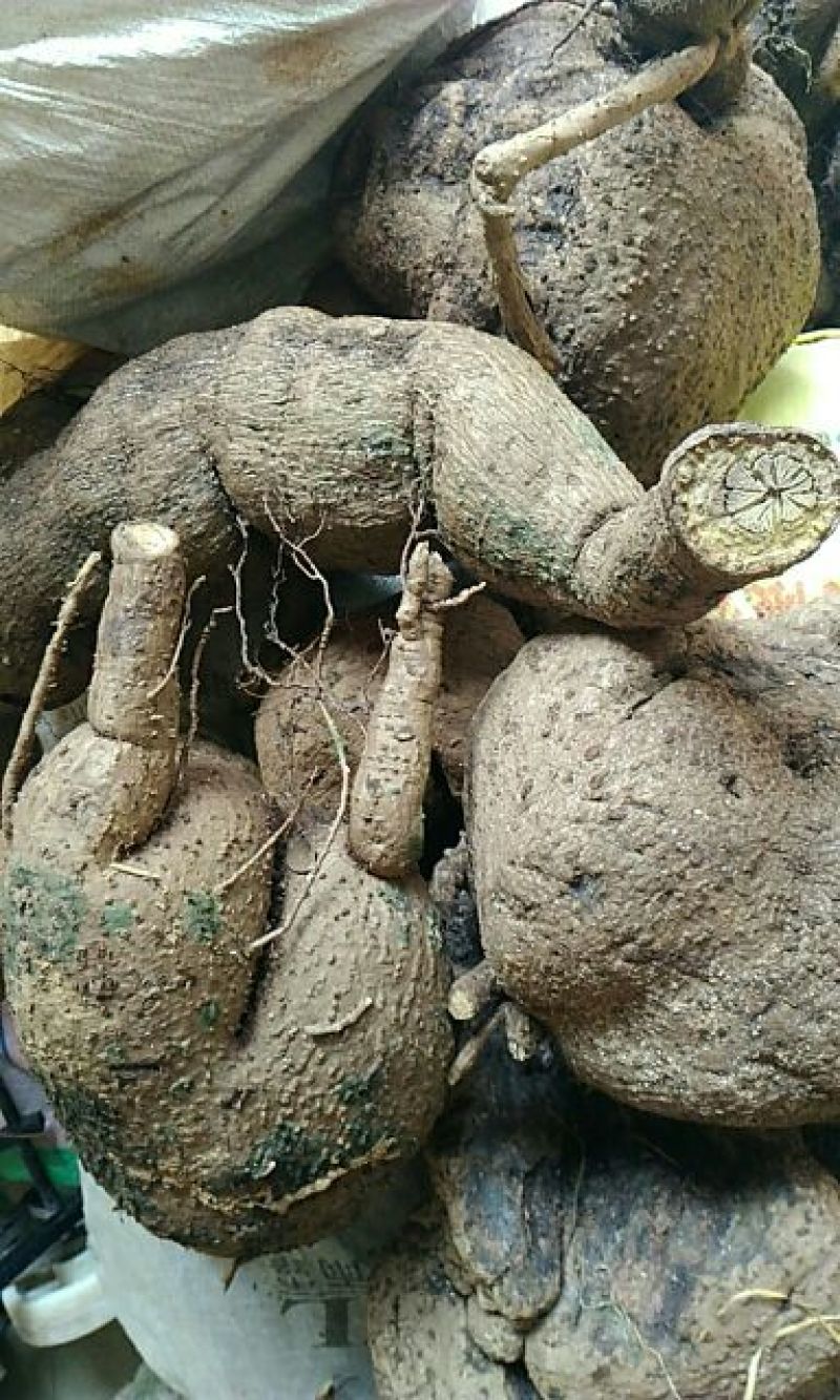 下山金不换，山乌龟，