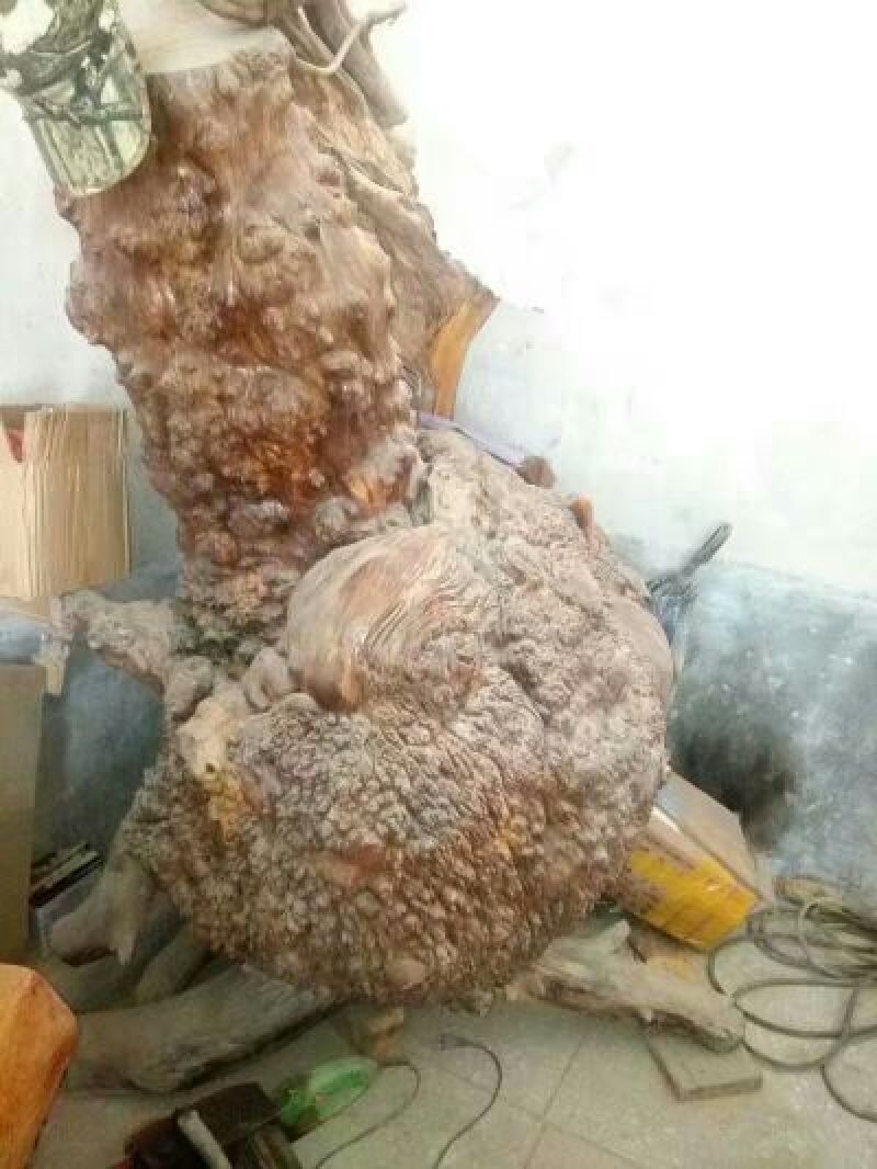 自然天生奇异树榴疤、