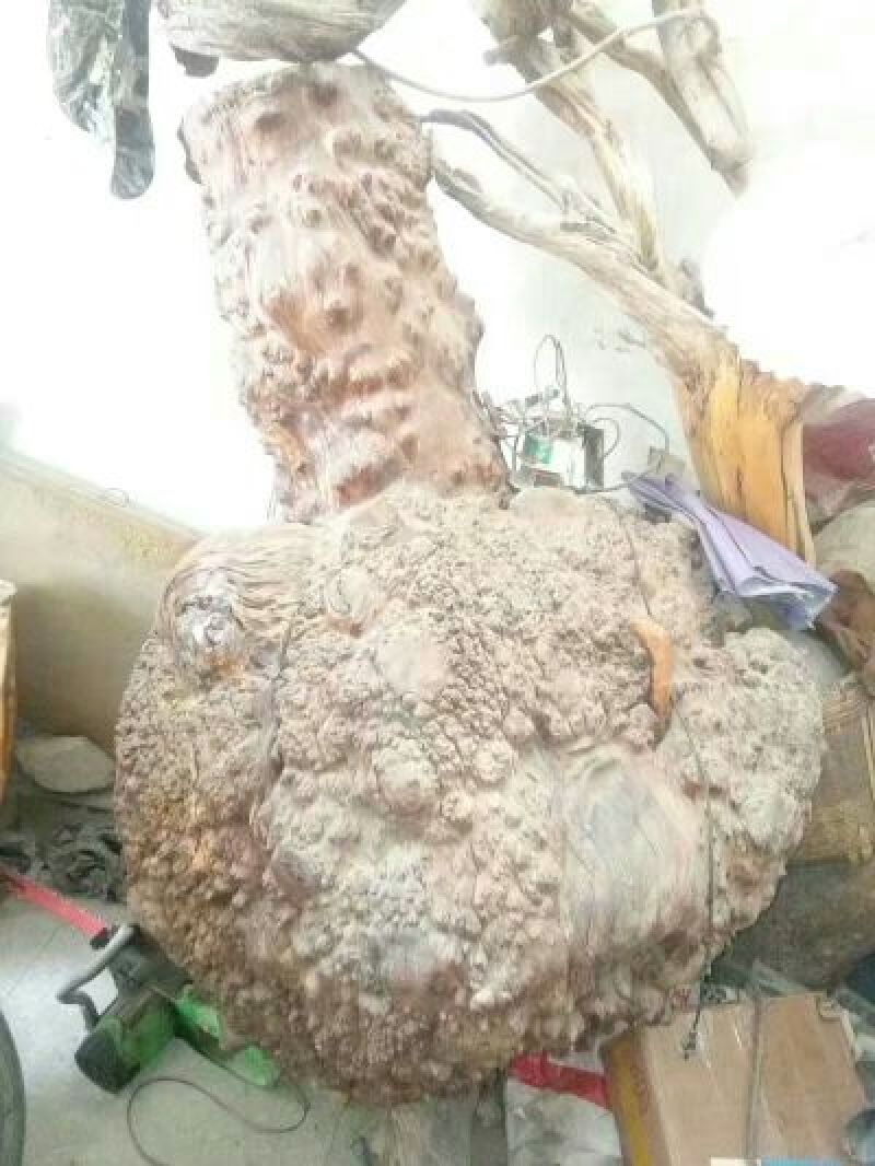自然天生奇异树榴疤、