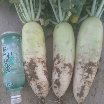 新品种青头萝卜（种植户）