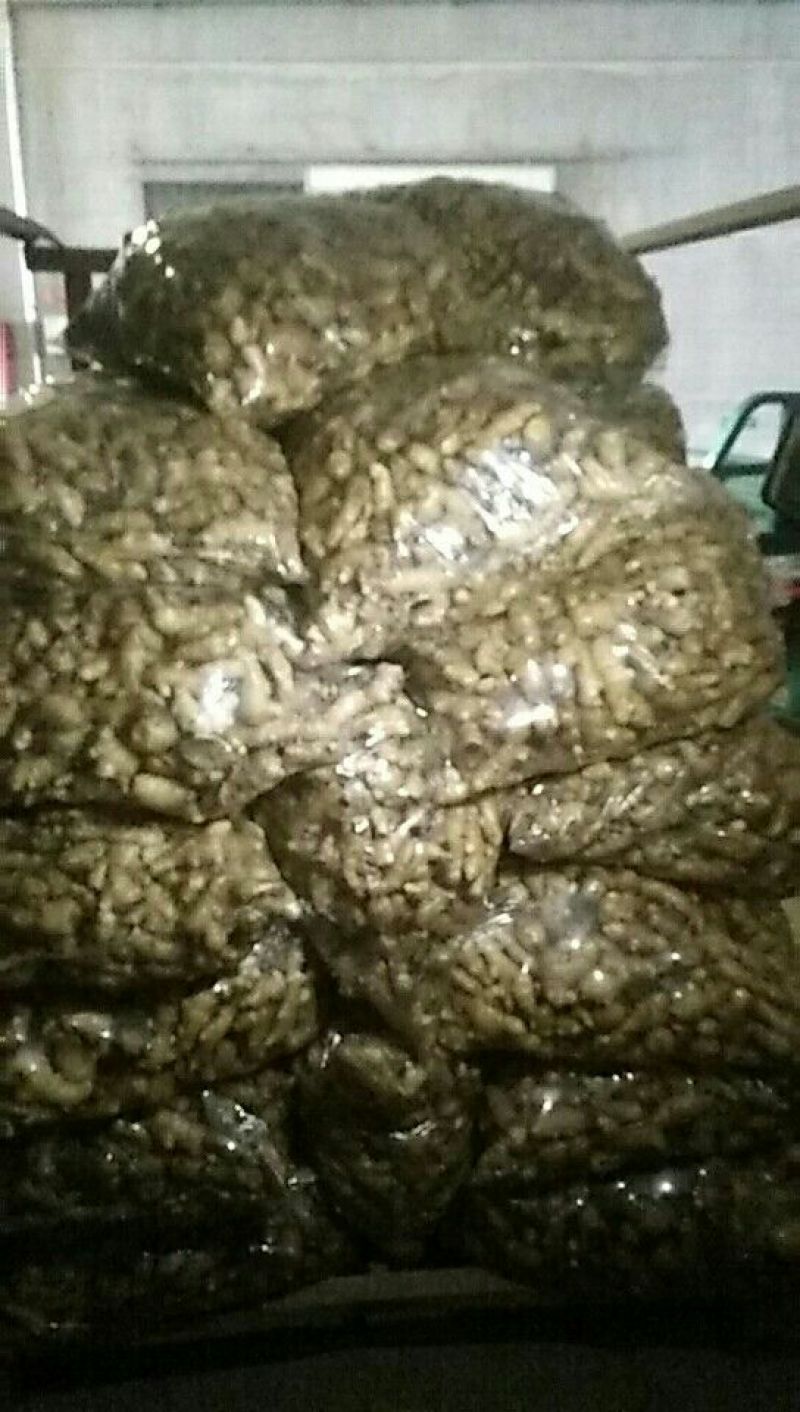 姜巴一两到四两
