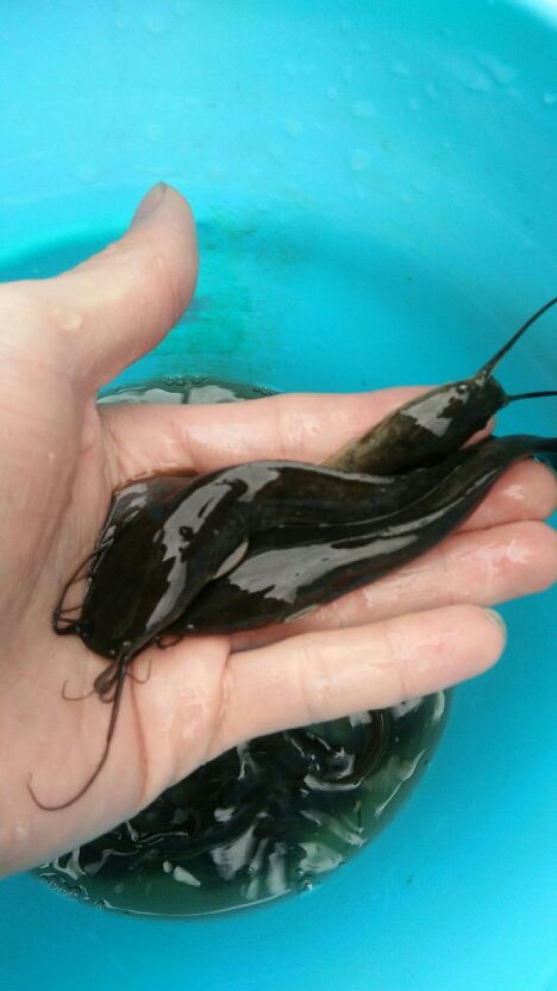 鲢鱼