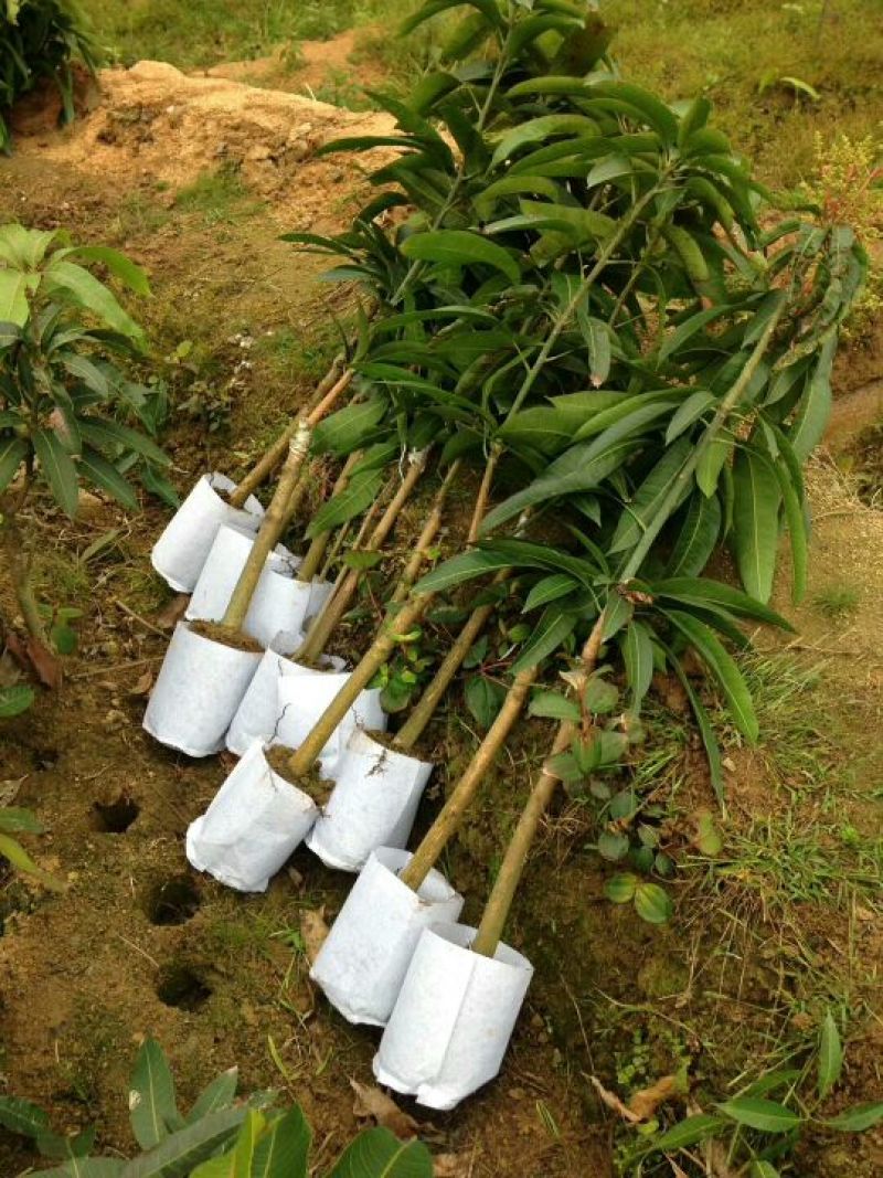 红贵妃芒果苗