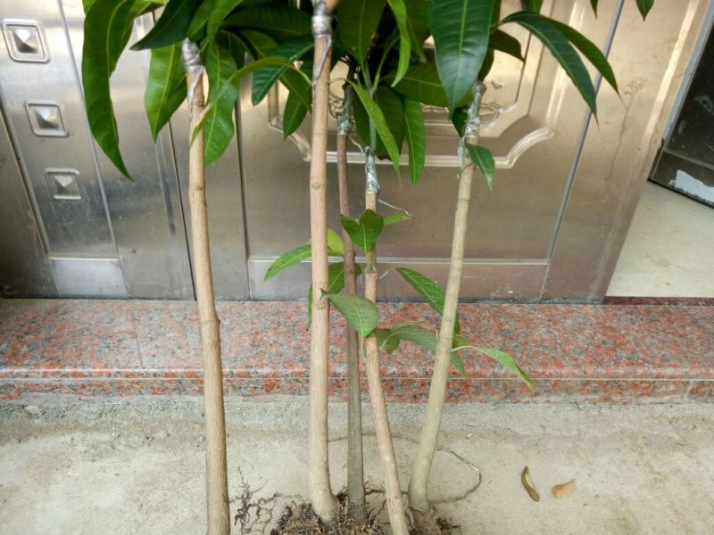 红贵妃芒果苗