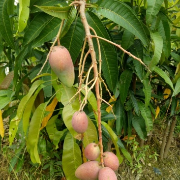 红贵妃芒果苗