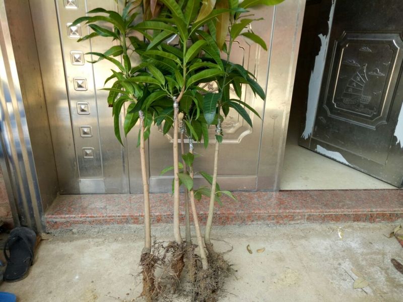 红贵妃芒果苗