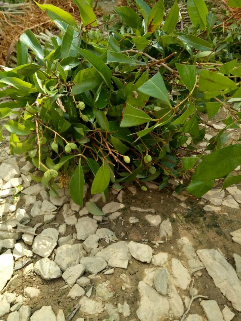 妃子笑荔枝苗