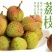 妃子笑荔枝苗