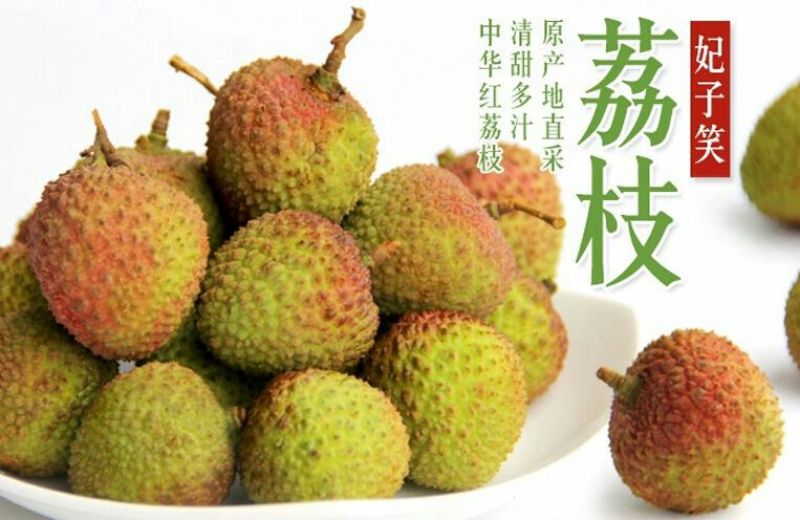 妃子笑荔枝苗