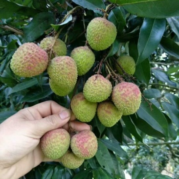 妃子笑荔枝苗