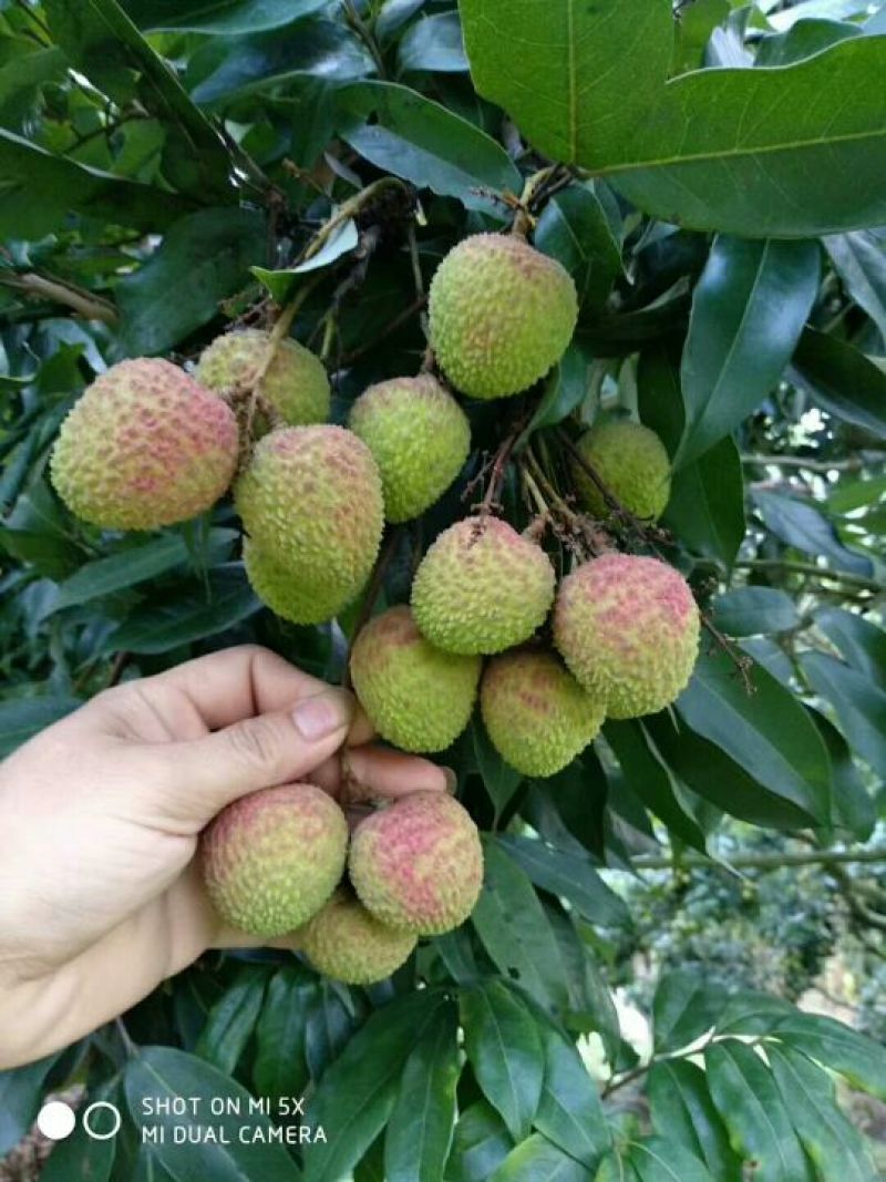 妃子笑荔枝苗