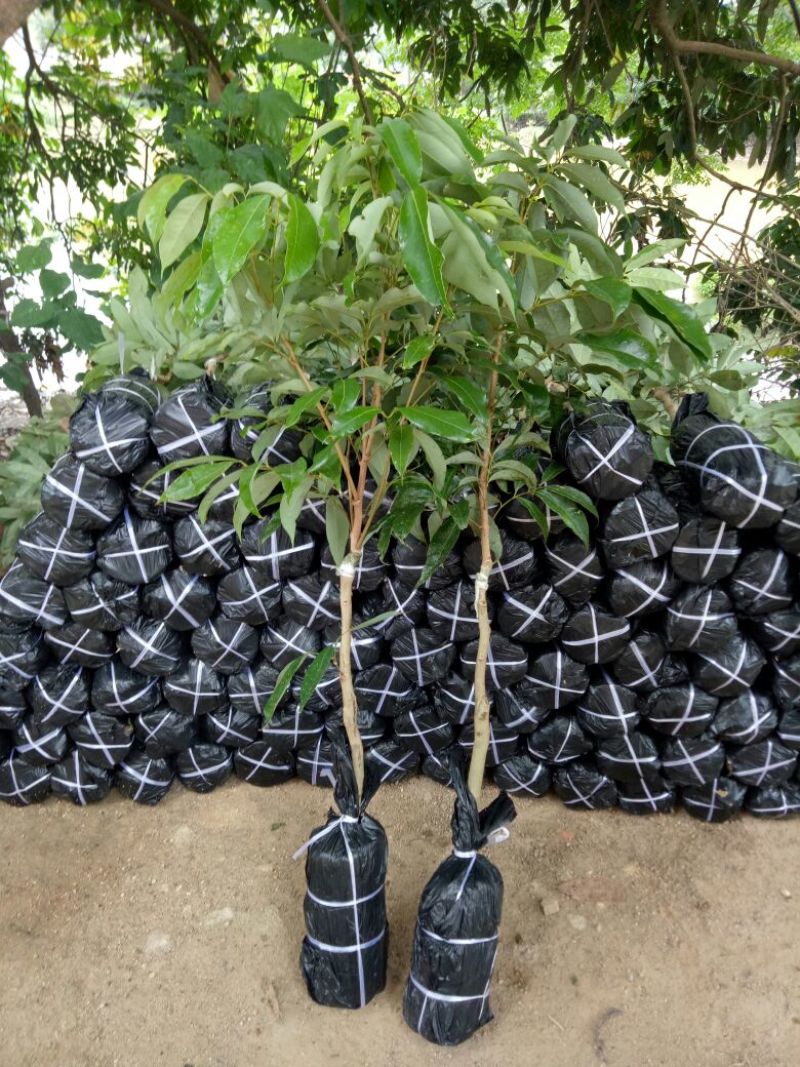 妃子笑荔枝苗
