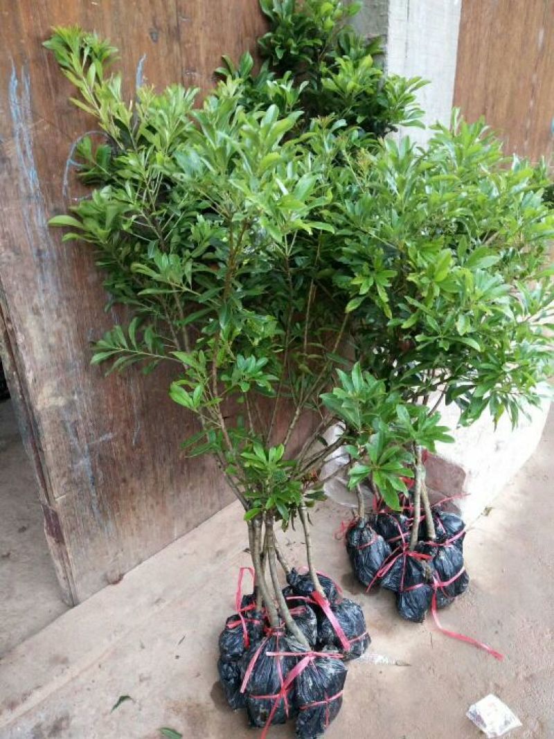 东魁杨梅苗