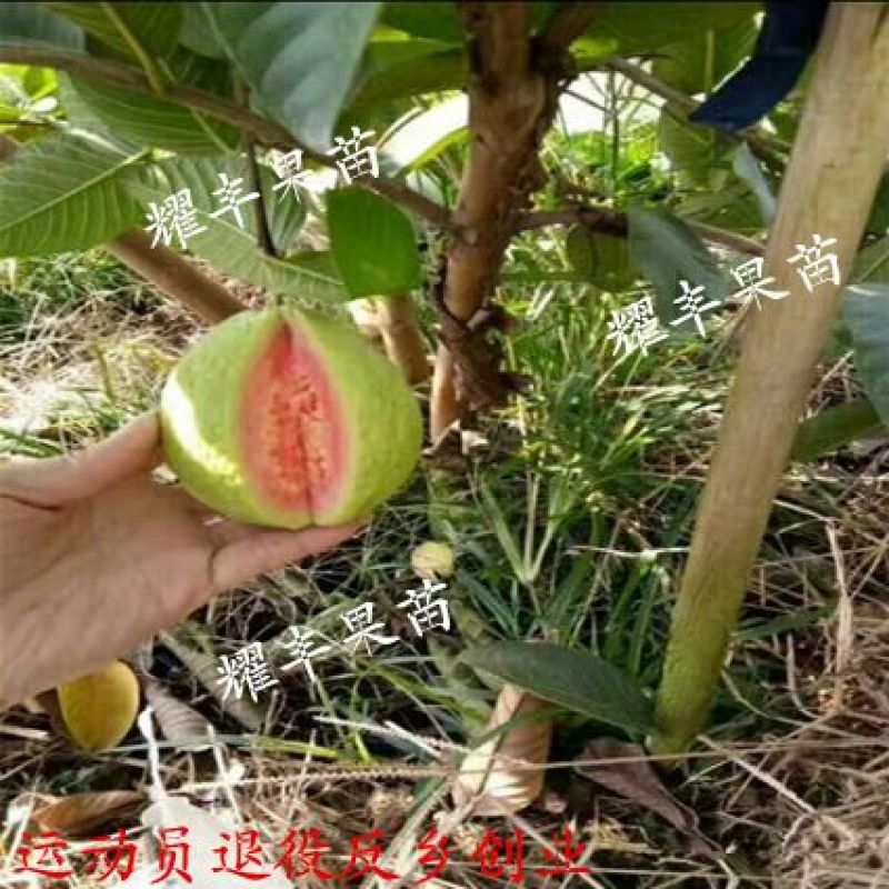 西瓜芭乐番石榴苗