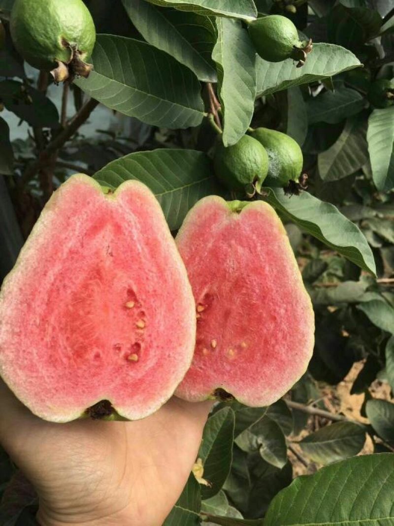 西瓜芭乐番石榴苗