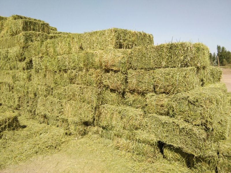 小捆苜蓿草甘肃玉门苜蓿草种植基地蛋白18-22之间，