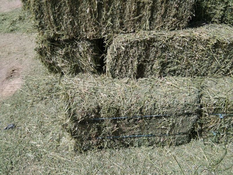 小捆苜蓿草甘肃玉门苜蓿草种植基地蛋白18-22之间，