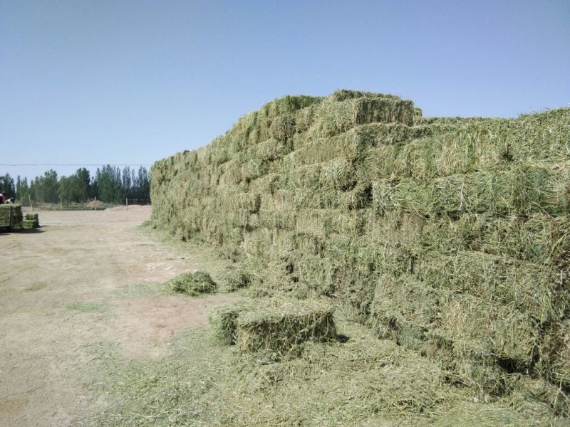 小捆苜蓿草甘肃玉门苜蓿草种植基地蛋白18-22之间，