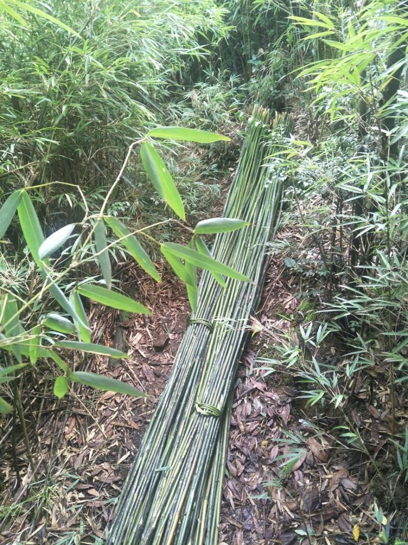 竹子2.5一3m长