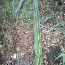 竹子2.5一3m长