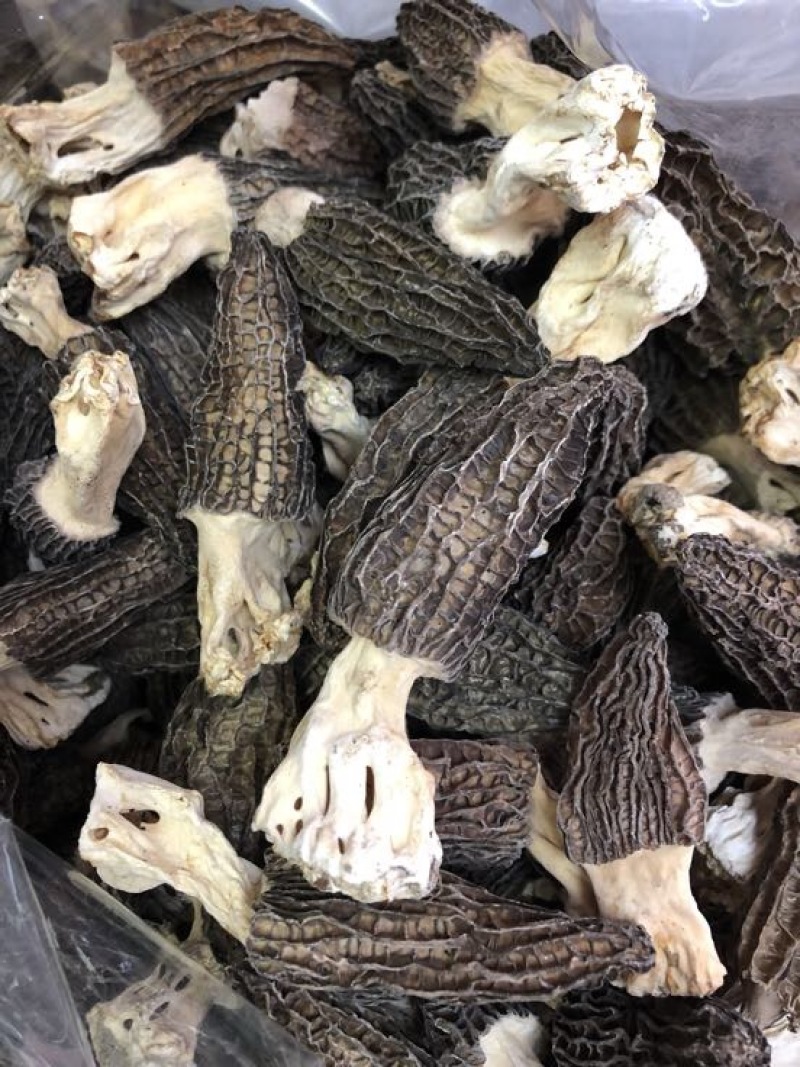 2025年新羊肚菌干品纯头茬货新鲜上市