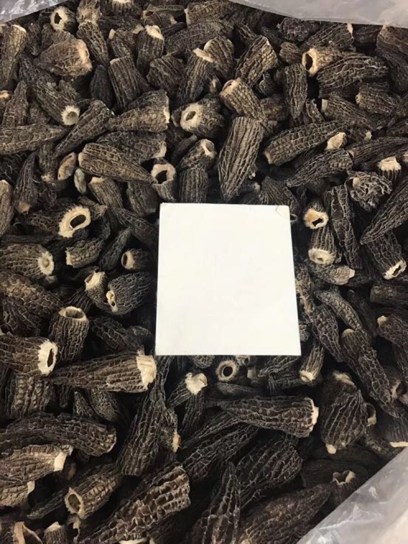 2025年新羊肚菌干品纯头茬货新鲜上市