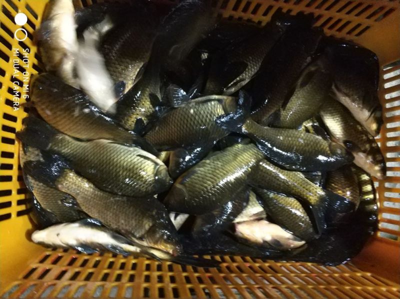 精品黄金鲫鱼塘局多大小规格都有