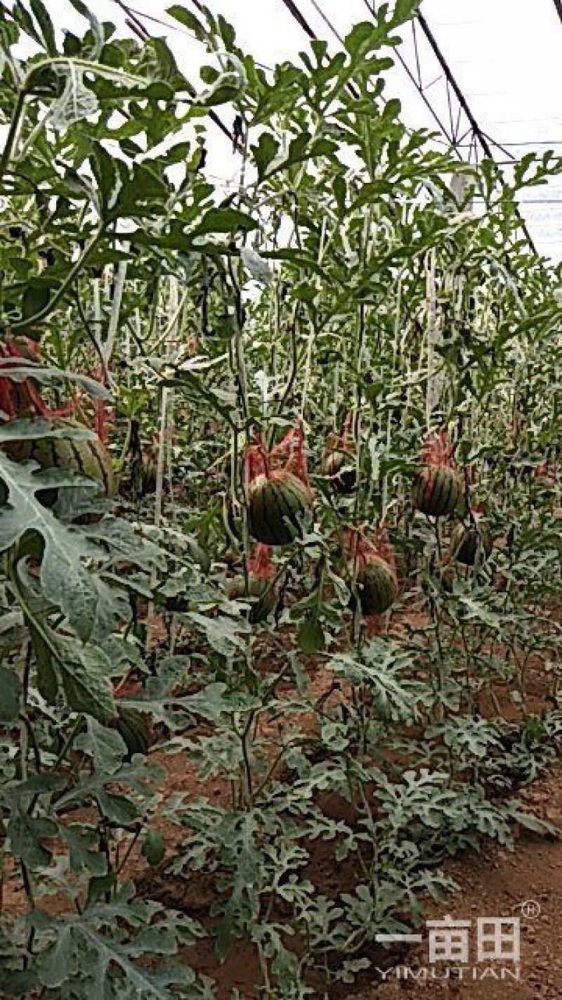 吊瓜