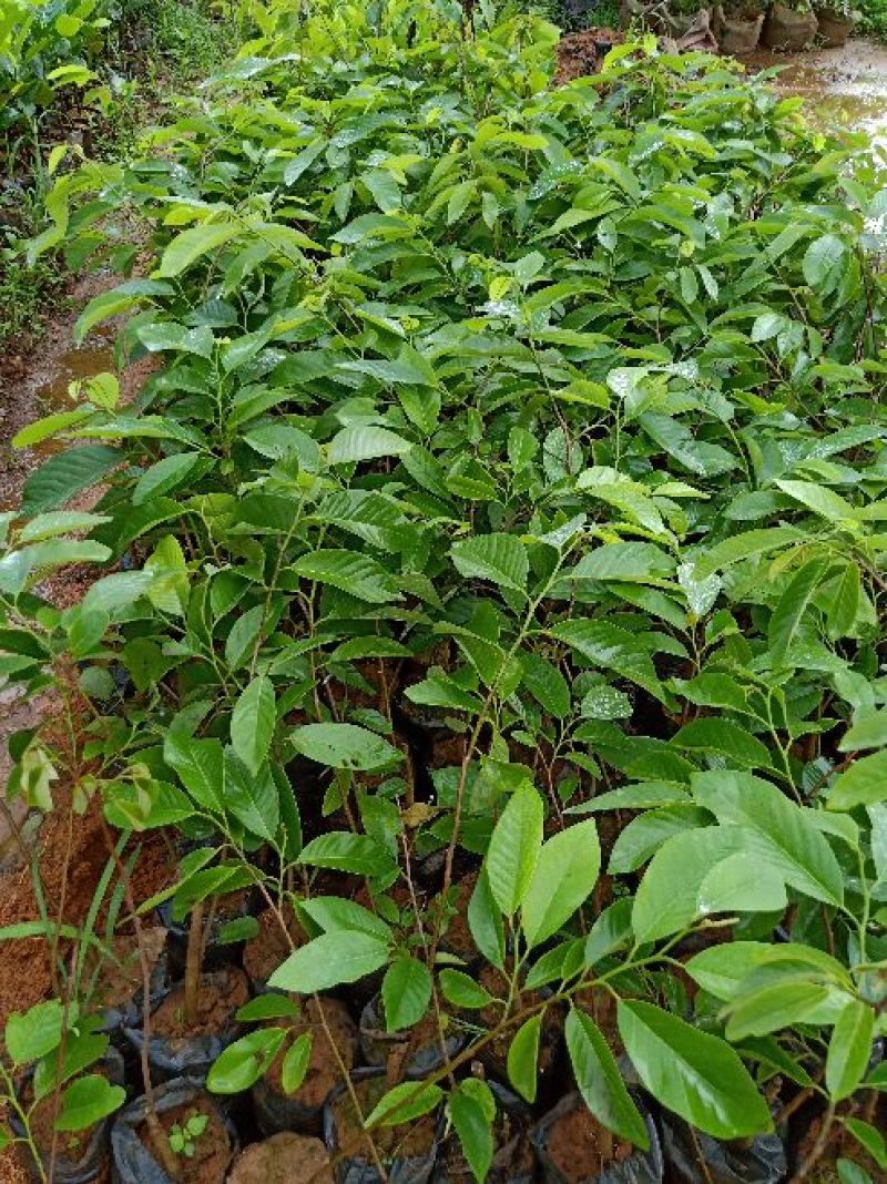 番荔枝苗，凤梨释50~80cm嫁接苗，当年种，当年结果