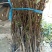 青枣苗30~50cm