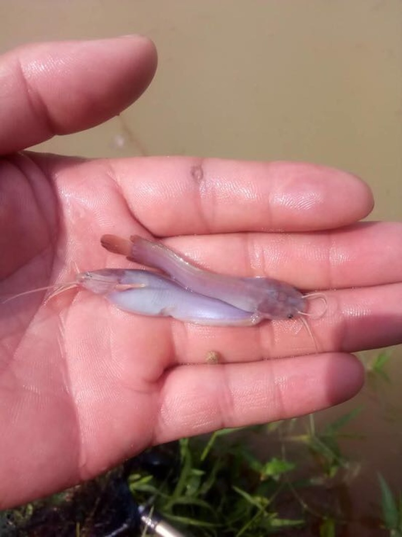 胡子鲶苗本地塘虱鱼/塘角鱼苗、成活率高