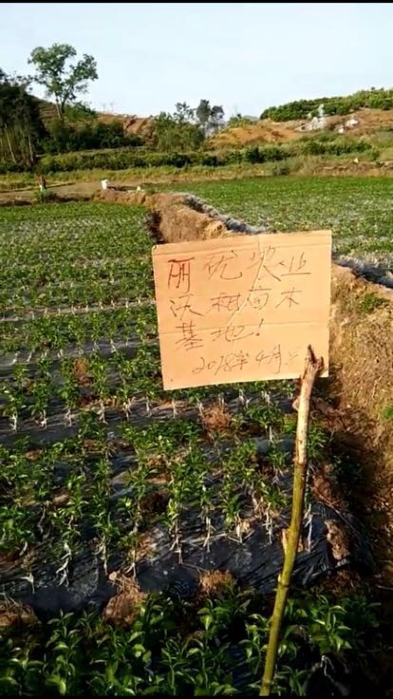 沃柑苗30~50cm