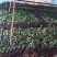 沃柑苗30~50cm