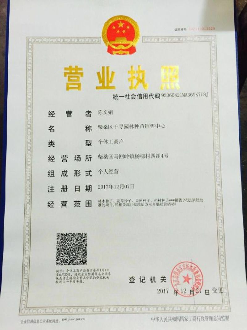 爬山虎种子绿色常青攀爬植物