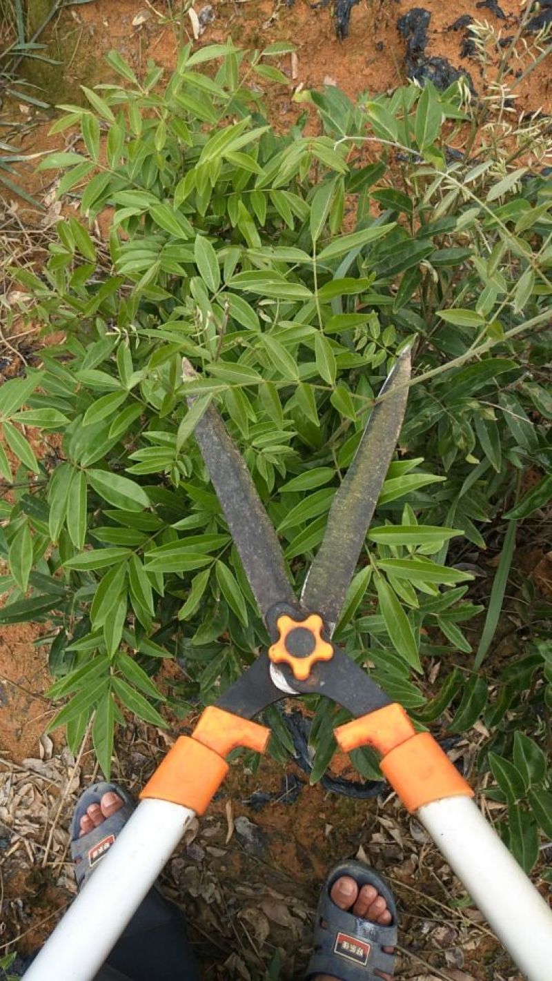 牛大力种苗