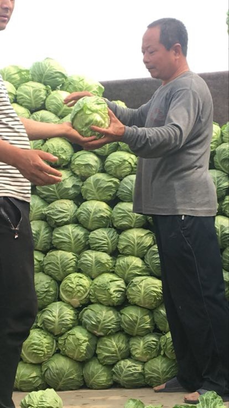 青州精品大棚甘蓝大量上市