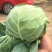 青州精品大棚甘蓝大量上市