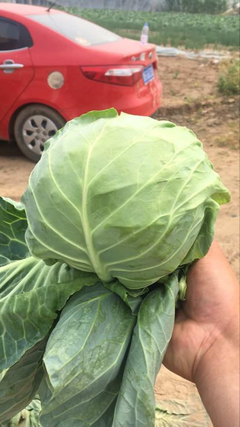 青州精品大棚甘蓝大量上市