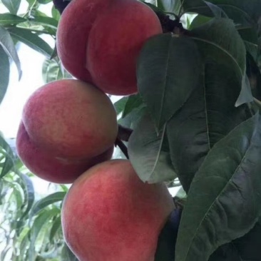 目前陆地各种毛桃已经大量上市，货源充足，量大从优