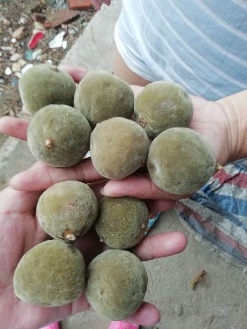 正毛橘红化州橘红压果化桔红化橘红果一手货源，各种规格都有