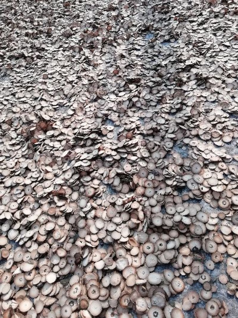 正毛橘红化州橘红压果化桔红化橘红果一手货源，各种规格都有
