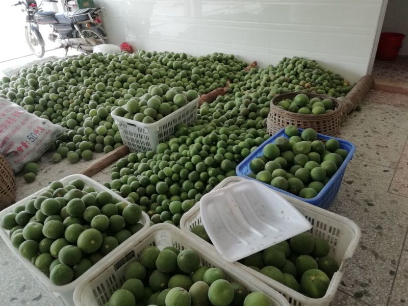 正毛橘红化州橘红压果化桔红化橘红果一手货源，各种规格都有