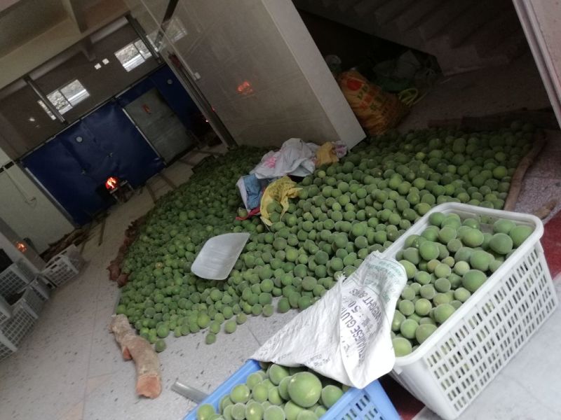 正毛橘红化州橘红压果化桔红化橘红果一手货源，各种规格都有