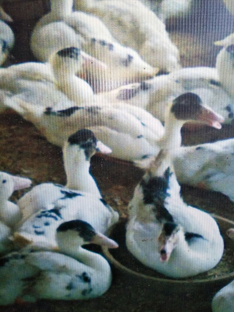 大种杂交鸭苗、