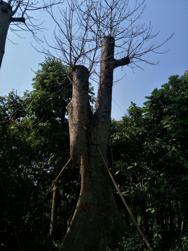 本地木棉一米以上的！有老板看上请联系